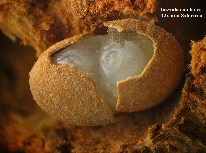 Cynipidae: Andricus quercustozae con parassitoide